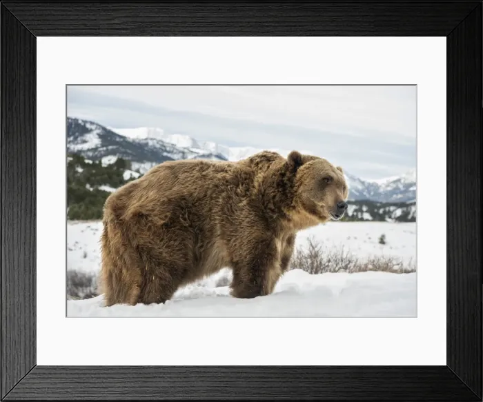 Framed Print : Brown bear (grizzly) (Ursus arctos), Montana, United States of America, North America Framed Print : Brown bear (grizzly) (Ursus arctos), Montana, United States of America, North America