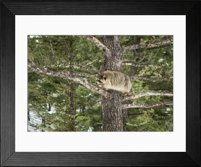 Framed Print : Racoon (raccoon) (Procyon lotor), Montana, United States of America, North America Framed Print : Racoon (raccoon) (Procyon lotor), Montana, United States of America, North America