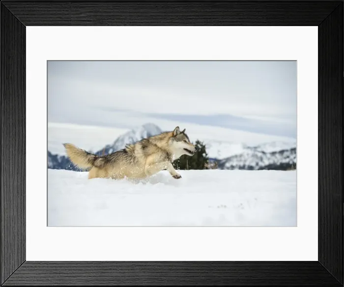 Framed Print : Grey wolf (timber wolf) (Canis lupis), Montana, United States of America, North America Framed Print : Grey wolf (timber wolf) (Canis lupis), Montana, United States of America, North America