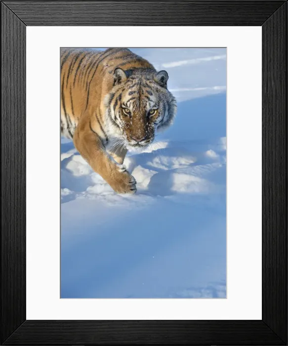 Framed Print : Siberian Tiger (Panthera tigris altaica), Montana, United States of America, North Framed Print : Siberian Tiger (Panthera tigris altaica), Montana, United States of America, North