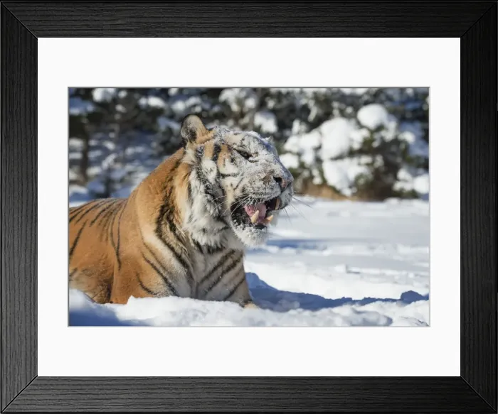 Framed Print : Siberian Tiger (Panthera tigris altaica), Montana, United States of America, North Framed Print : Siberian Tiger (Panthera tigris altaica), Montana, United States of America, North