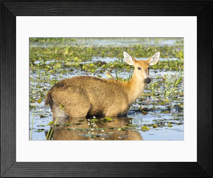 Framed Print : Rare pampas deer grazing in swamp, Ibera National Park, Argentina, South America Framed Print : Rare pampas deer grazing in swamp, Ibera National Park, Argentina, South America