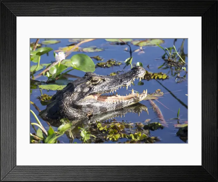 Framed Print : Black Caiman in swamp, Ibera National Park, Argentina, South America Framed Print : Black Caiman in swamp, Ibera National Park, Argentina, South America