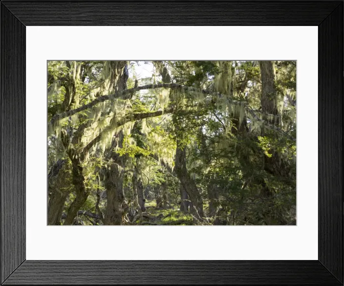 Framed Print : Fairytale forest, Tierra del Fuego, Argentina, South America Framed Print : Fairytale forest, Tierra del Fuego, Argentina, South America