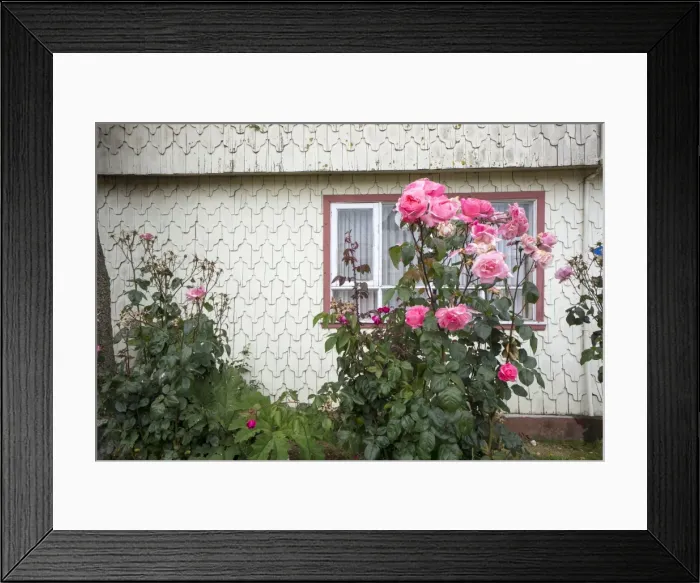 Framed Print : Houses built of wooden tiles, island of Chiloe, Chile, South America Framed Print : Houses built of wooden tiles, island of Chiloe, Chile, South America