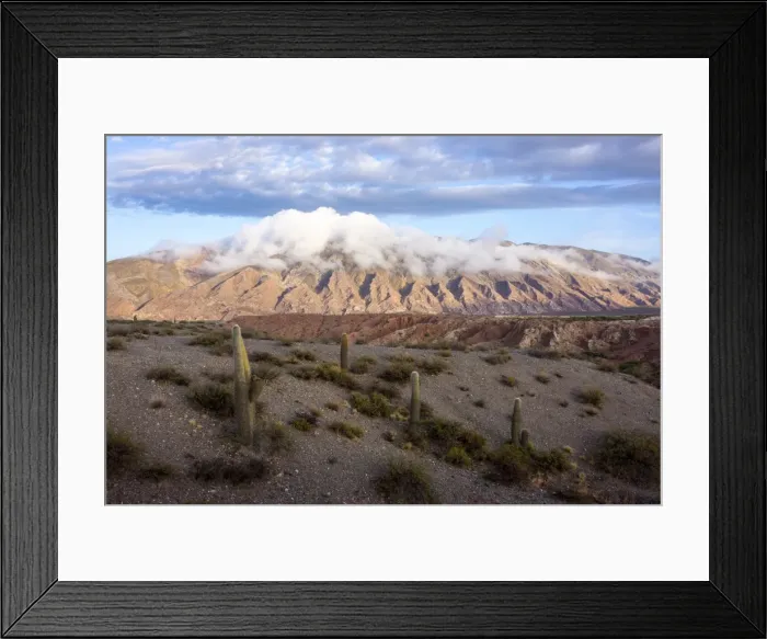 Framed Print : Candelabra cactus, Valle Tin Tin, Los Cardones Park, Argentina, South America Framed Print : Candelabra cactus, Valle Tin Tin, Los Cardones Park, Argentina, South America