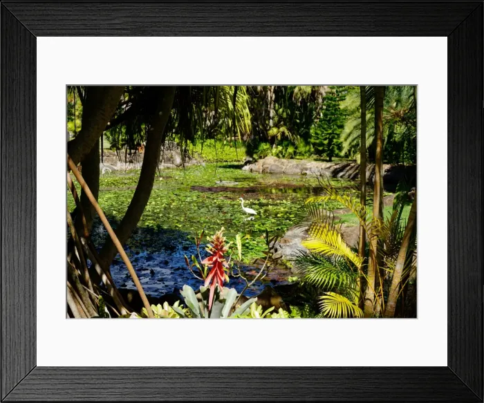 Framed Print : Nevis Botanical Garden, Nevis, St. Kitts and Nevis, Leeward Islands, West Indies Framed Print : Nevis Botanical Garden, Nevis, St. Kitts and Nevis, Leeward Islands, West Indies