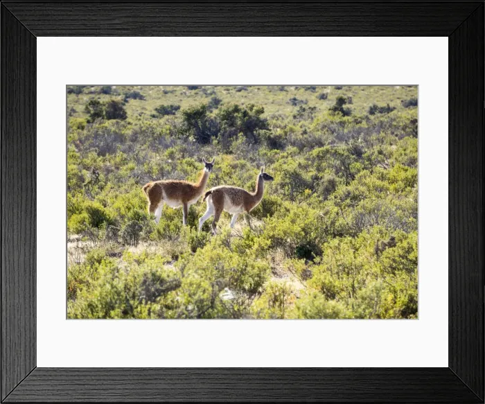 Framed Print : Guanacos, Argentina, South America