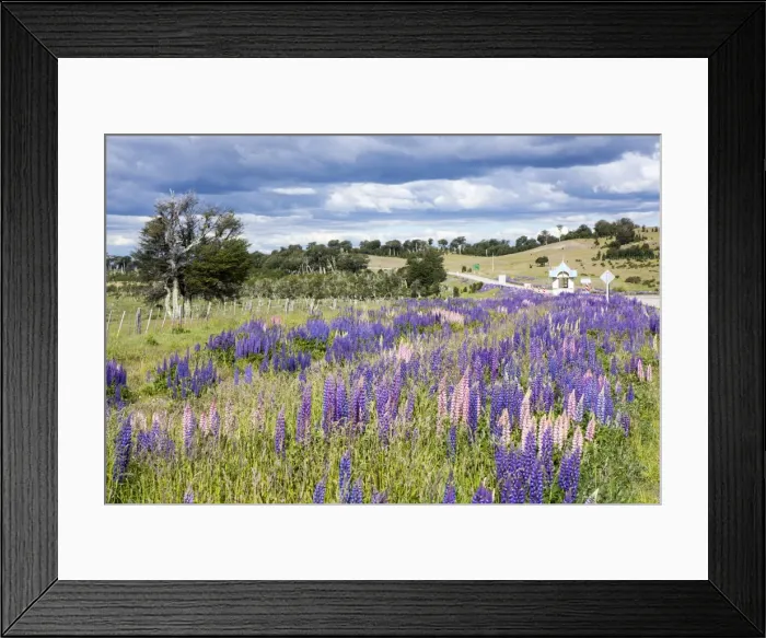 Framed Print : Lupins, Punta Arenas, Tierra del Fuego, Chile, South America Framed Print : Lupins, Punta Arenas, Tierra del Fuego, Chile, South America