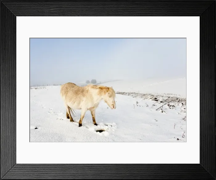 Framed Print : A Welsh pony forages for food under the snow on the Mynydd Epynt moorland, Powys Framed Print : A Welsh pony forages for food under the snow on the Mynydd Epynt moorland, Powys
