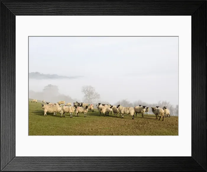Framed Print : Sheep in misty weather on the Mynyd Epynt moorland, Powys, Wales, United Kingdom, Europe Framed Print : Sheep in misty weather on the Mynyd Epynt moorland, Powys, Wales, United Kingdom, Europe