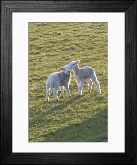 Framed Print : Lambs play in a field, Powys, Wales, United Kingdom, Europe Framed Print : Lambs play in a field, Powys, Wales, United Kingdom, Europe