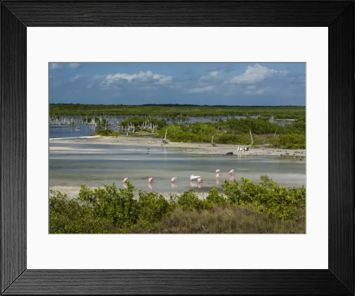 Framed Print : Roseate spoonbills (Platalea ajaja), Lagoon, Punta Sur Eco Park, Cozumel Island, Quintana Roo Framed Print : Roseate spoonbills (Platalea ajaja), Lagoon, Punta Sur Eco Park, Cozumel Island, Quintana Roo