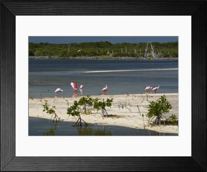 Framed Print : Roseate spoonbills (Platalea ajaja), Lagoon, Punta Sur Eco Park, Cozumel Island, Quintana Roo Framed Print : Roseate spoonbills (Platalea ajaja), Lagoon, Punta Sur Eco Park, Cozumel Island, Quintana Roo