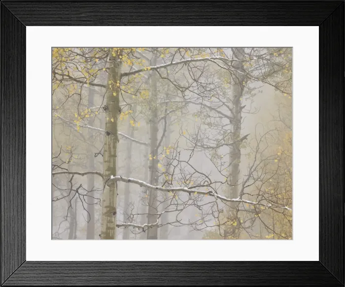 Framed Print : Aspens in the fall in fog, Grand Mesa National Forest, Colorado, United States of America Framed Print : Aspens in the fall in fog, Grand Mesa National Forest, Colorado, United States of America