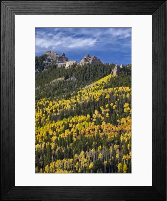 Framed Print : Yellow and orange aspens with evergreens in the fall, Uncompahgre National Forest Framed Print : Yellow and orange aspens with evergreens in the fall, Uncompahgre National Forest