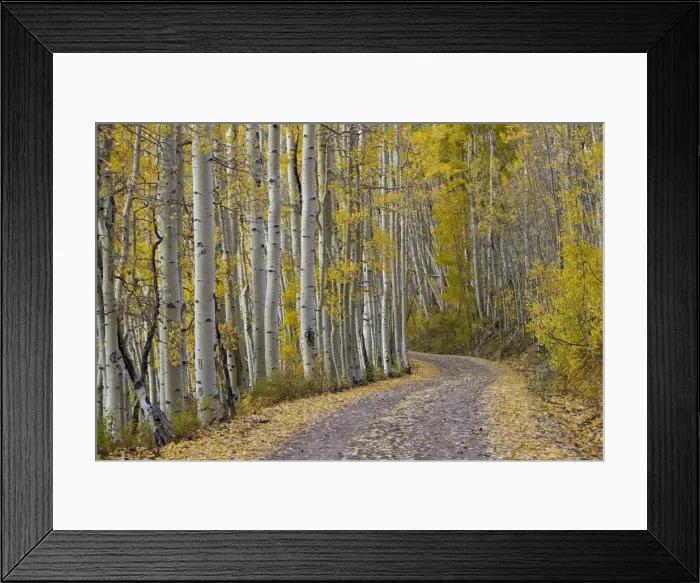 Framed Print : Dirt road through yellow aspen in the fall, Uncompahgre National Forest, Colorado Framed Print : Dirt road through yellow aspen in the fall, Uncompahgre National Forest, Colorado