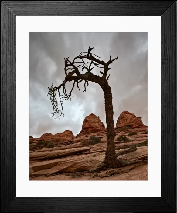 Framed Print : Dead evergreen tree and sandstone mounds, Zion National Park, Utah, United States of America Framed Print : Dead evergreen tree and sandstone mounds, Zion National Park, Utah, United States of America