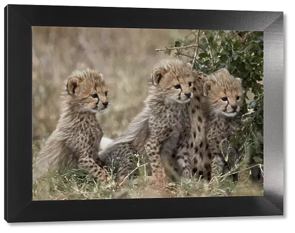 Three cheetah (Acinonyx jubatus) cubs about a month old, Serengeti National Park