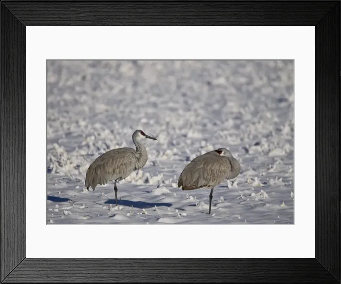 Framed Print : Two sandhill crane (Grus Canadensis) in the snow, Bosque del Apache National Wildlife Refuge Framed Print : Two sandhill crane (Grus Canadensis) in the snow, Bosque del Apache National Wildlife Refuge