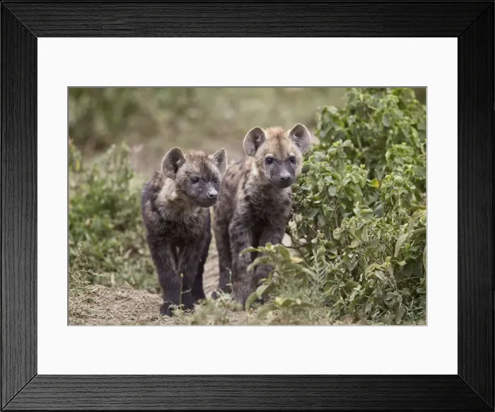 Framed Print : Two spotted hyena (spotted hyaena) (Crocuta crocuta) pups, Ngorongoro Conservation Area Framed Print : Two spotted hyena (spotted hyaena) (Crocuta crocuta) pups, Ngorongoro Conservation Area