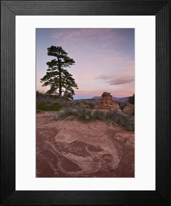 Framed Print : Pine tree and sandstone at dawn with pink clouds, Zion National Park, Utah, United Framed Print : Pine tree and sandstone at dawn with pink clouds, Zion National Park, Utah, United