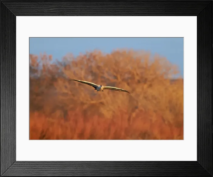 Framed Print : Two sandhill crane (Grus canadensis) in flight, Bosque del Apache National Wildlife Refuge Framed Print : Two sandhill crane (Grus canadensis) in flight, Bosque del Apache National Wildlife Refuge