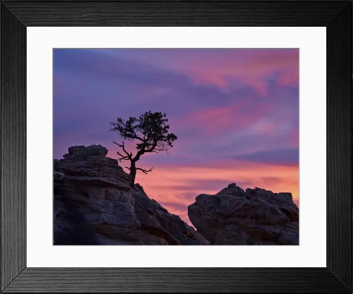Framed Print : Tree on sandstone silhouetted at sunset with purple clouds, Coyote Buttes Wilderness Framed Print : Tree on sandstone silhouetted at sunset with purple clouds, Coyote Buttes Wilderness