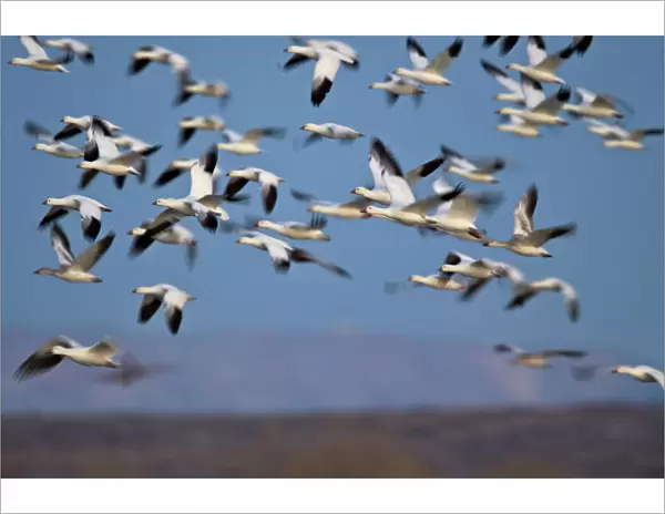 Snow goose (Chen caerulescens) flock in flight, Bosque del Apache National Wildlife Refuge