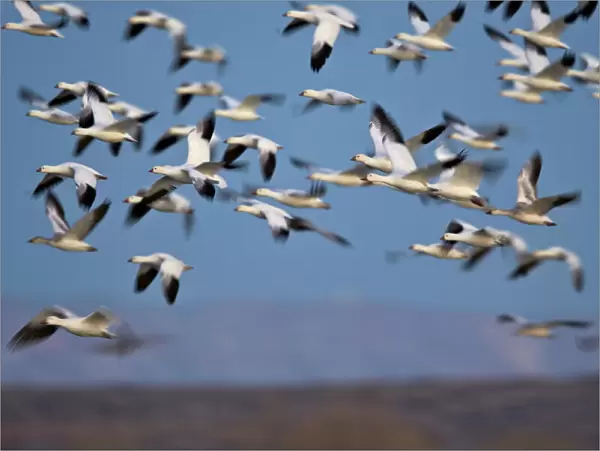 Snow goose (Chen caerulescens) flock in flight, Bosque del Apache National Wildlife Refuge