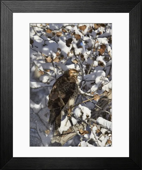 Framed Print : Red-tailed hawk (Buteo jamaicensis) juvenile in a snow-covered tree, Bosque del Apache Framed Print : Red-tailed hawk (Buteo jamaicensis) juvenile in a snow-covered tree, Bosque del Apache