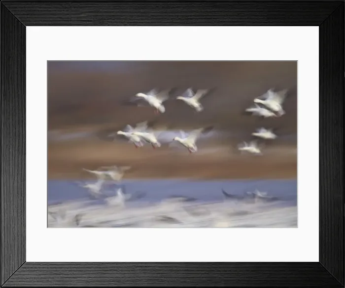 Framed Print : Snow goose (Chen caerulescens) flock in flight, Bosque del Apache National Wildlife Refuge Framed Print : Snow goose (Chen caerulescens) flock in flight, Bosque del Apache National Wildlife Refuge
