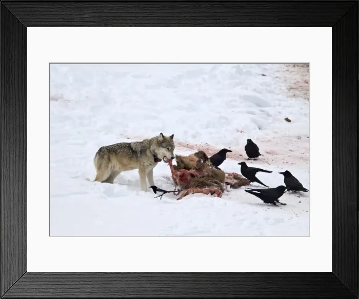Framed Print : Gray wolf (Canis lupus) 870F of the Junction Butte Pack at an elk carcass in the winter Framed Print : Gray wolf (Canis lupus) 870F of the Junction Butte Pack at an elk carcass in the winter