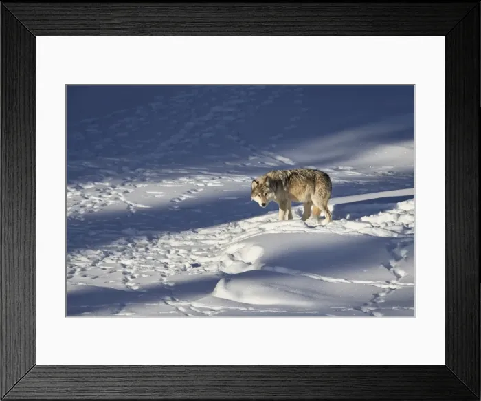 Framed Print : Gray wolf (Canis lupus) 870F of the Junction Butte Pack in the winter, Yellowstone National Park