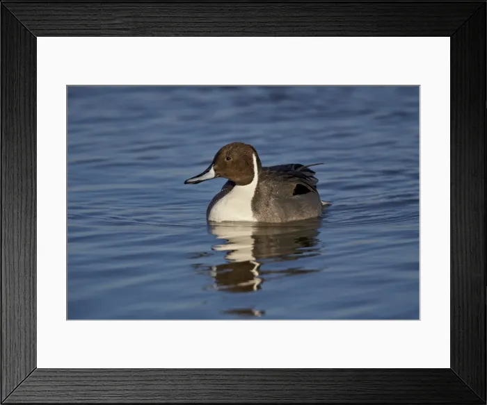 Framed Print : Northern pintail (Anas acuta) male swimming, Bosque del Apache National Wildlife Refuge Framed Print : Northern pintail (Anas acuta) male swimming, Bosque del Apache National Wildlife Refuge