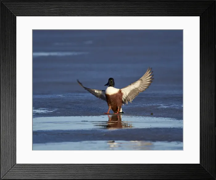 Framed Print : Northern shoveler (Anas clypeata) male landing on a frozen pond in the winter, Bosque Framed Print : Northern shoveler (Anas clypeata) male landing on a frozen pond in the winter, Bosque