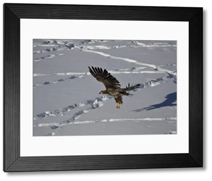 Framed Print : Juvenile golden eagle (Aquila chrysaetos) in flight over snow in the winter, Yellowstone Framed Print : Juvenile golden eagle (Aquila chrysaetos) in flight over snow in the winter, Yellowstone