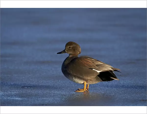 Gadwall (Anas strepera) male standing on a frozen pond in the winter, Bosque del