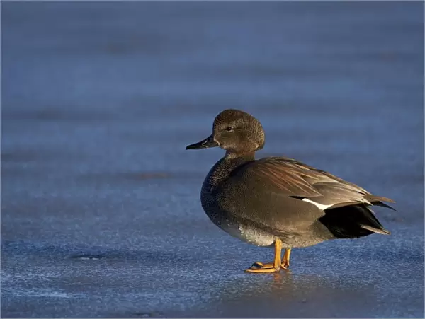 Gadwall (Anas strepera) male standing on a frozen pond in the winter, Bosque del