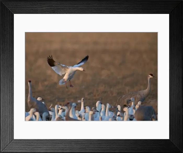 Framed Print : Snow goose (Chen caerulescens) landing, Bosque del Apache National Wildlife Refuge Framed Print : Snow goose (Chen caerulescens) landing, Bosque del Apache National Wildlife Refuge