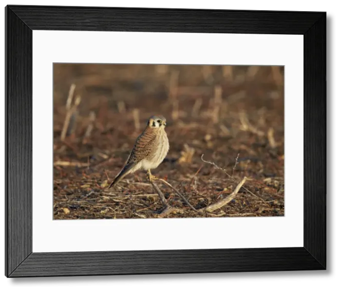 Framed Print : American kestrel (sparrow hawk) (Falco sparverius) female, Bosque del Apache National Framed Print : American kestrel (sparrow hawk) (Falco sparverius) female, Bosque del Apache National