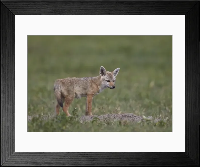 Framed Print : Serengeti jackal (golden jackal) (Canis aureus bea) pup, Ngorongoro Crater, Tanzania Framed Print : Serengeti jackal (golden jackal) (Canis aureus bea) pup, Ngorongoro Crater, Tanzania