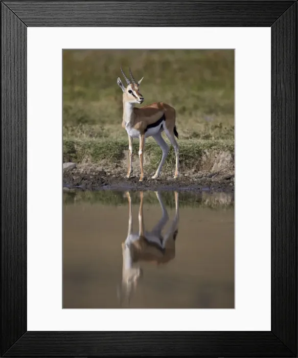 Framed Print : Thomsons gazelle (Gazella thomsonii) buck with reflection, Ngorongoro Crater, Tanzania Framed Print : Thomsons gazelle (Gazella thomsonii) buck with reflection, Ngorongoro Crater, Tanzania