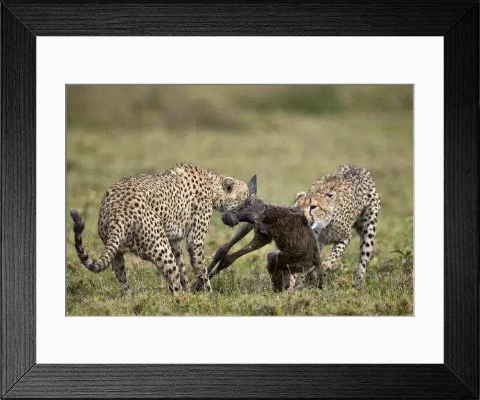 Framed Print : Two male cheetah (Acinonyx jubatus) killing a new born blue wildebeest (brindled gnu) Framed Print : Two male cheetah (Acinonyx jubatus) killing a new born blue wildebeest (brindled gnu)