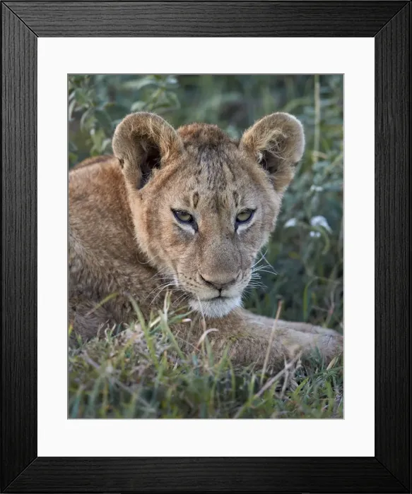 Framed Print : Lion (Panthera leo) cub, Ngorongoro Crater, Tanzania, East Africa, Africa