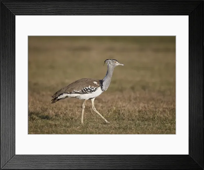 Framed Print : Kori bustard (Ardeotis kori), Ngorongoro Crater, Tanzania, East Africa, Africa Framed Print : Kori bustard (Ardeotis kori), Ngorongoro Crater, Tanzania, East Africa, Africa