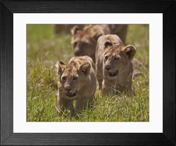 Framed Print : Lion (Panthera Leo) cubs, Ngorongoro Crater, Tanzania, East Africa, Africa Framed Print : Lion (Panthera Leo) cubs, Ngorongoro Crater, Tanzania, East Africa, Africa