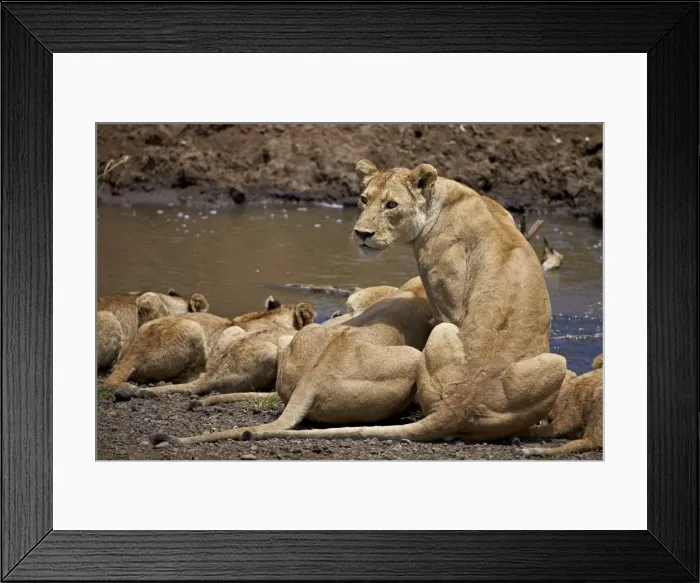 Framed Print : Lions (Panthera Leo) drinking, lionesses and cubs, Ngorongoro Crater, Tanzania, East Africa Framed Print : Lions (Panthera Leo) drinking, lionesses and cubs, Ngorongoro Crater, Tanzania, East Africa