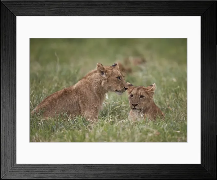 Framed Print : Lion (Panthera Leo) cubs, Ngorongoro Crater, Tanzania, East Africa, Africa Framed Print : Lion (Panthera Leo) cubs, Ngorongoro Crater, Tanzania, East Africa, Africa