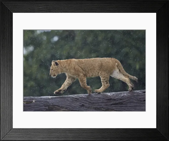 Framed Print : Lion (Panthera Leo) cub on a downed tree trunk in the rain, Ngorongoro Crater, Tanzania Framed Print : Lion (Panthera Leo) cub on a downed tree trunk in the rain, Ngorongoro Crater, Tanzania